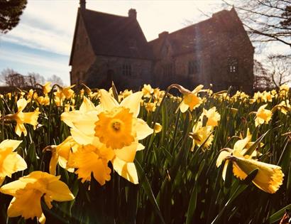 close up field of daffodils with house in background