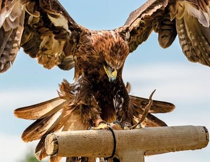 Falconry at Battle Abbey