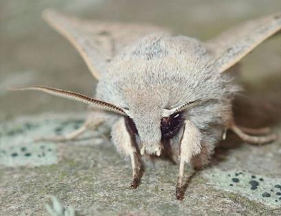 Marvellous Moths