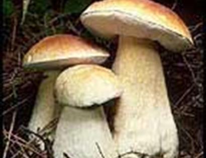 Wild Mushroom Forage