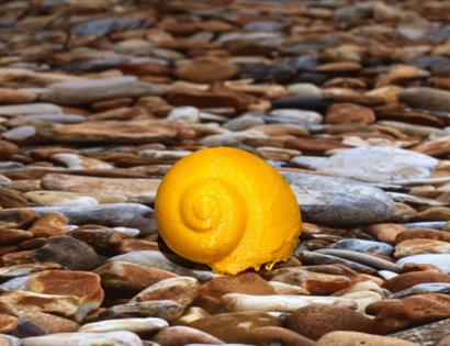 Image shows the beach with pebbels and a shell that is a yellow / orange colour. 