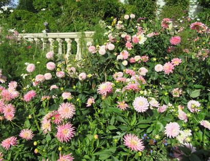 Pink flowers in a walled garden