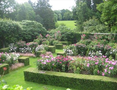 Special Rose Week at Pashley Manor Gardens