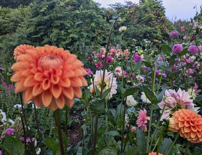 Dahlia dreams creative retreat