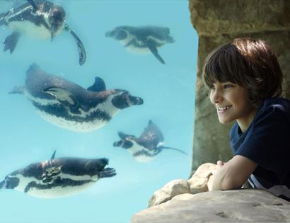 Boy looking at penguins in underwater tunnel