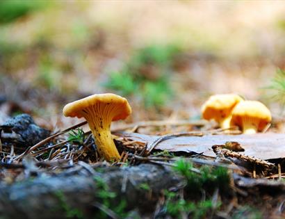 macro photograph of chanterelle mushroom growing.