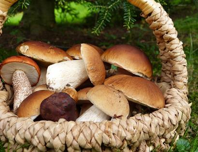 basket of foraged mushrooms