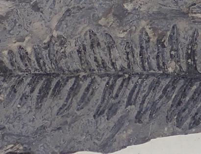 photograph of a fossilised fern imprint.