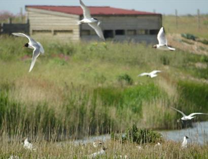 Rye Harbour Nature Reserve