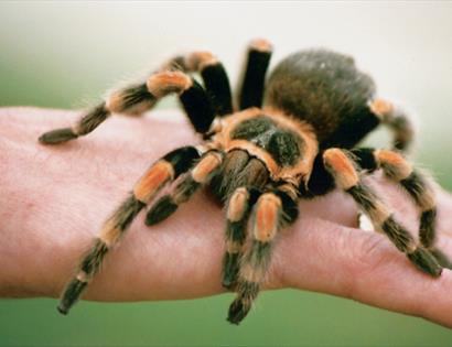 Spider Saturday