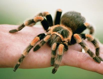 Spider Saturday