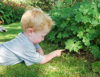 boy pointing at leaf in flower border