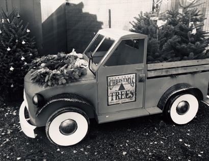 Christmas trees for sale