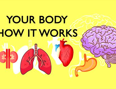 Yellow poster with graphic illustrations of body organs including a brain, lungs and hear. Text says "Your Body How It Works".