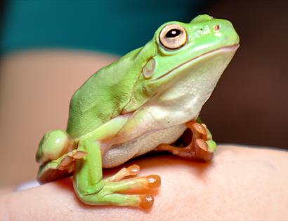 photograph of a frog.