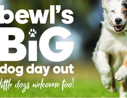 Bewl's Big Dog Day Out