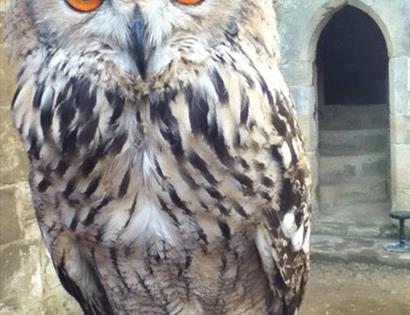 Bird's of Prey Experience at Bodiam Castle