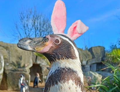 Penguin at drusillas park with pretend easter bunny ears