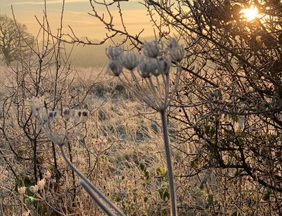 A photograph of countryside in frost.