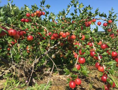 PYO Gooseberries at Tibbs Farm