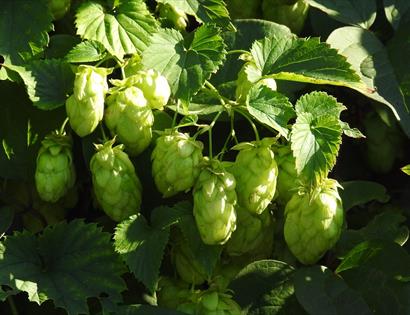a photographs of green hops on the vine.