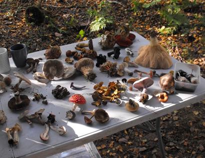 Assorted fungi foraged in the Sussex countryside