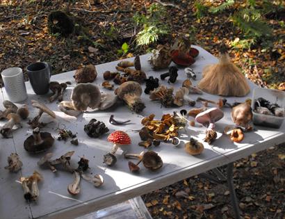 Fungi walk in Alexandra Park