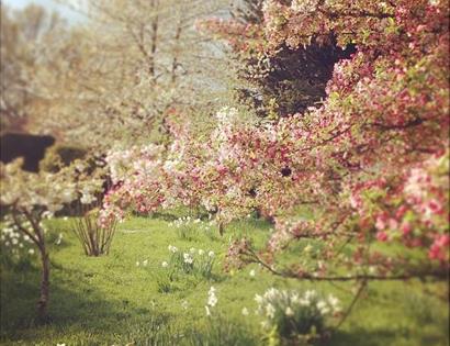 trees in blossom at king johns nursery