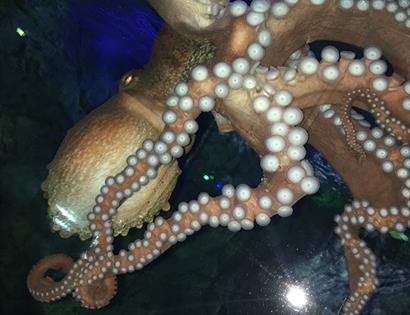 Sea Monsters Week at Blue Reef Aquarium Hastings