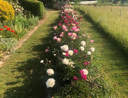 Peony border at Fairlight Hall