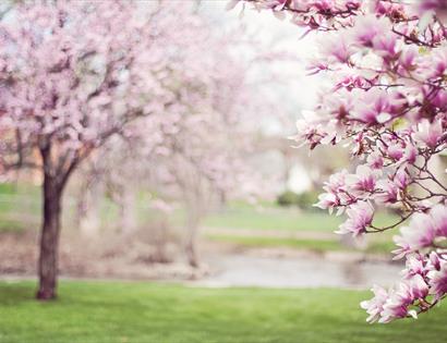 Classical Spring