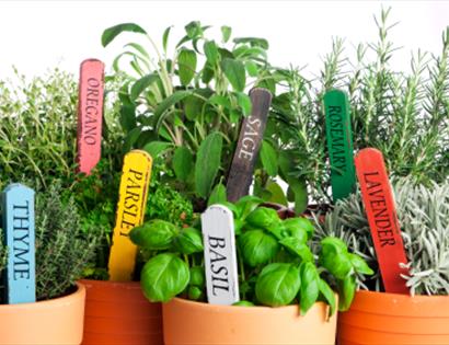 Herbs