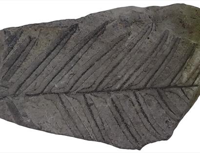 Fossil