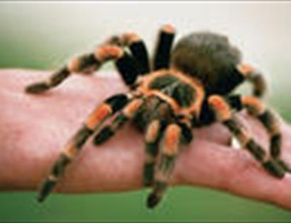 Spider