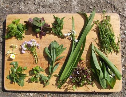 Spring foraging workshop