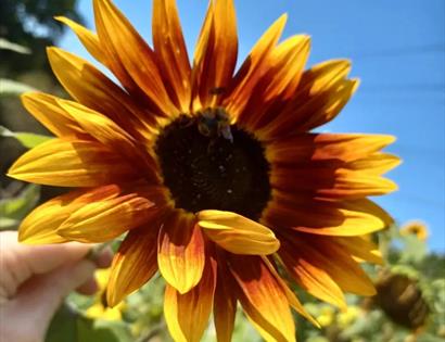 sunflower at Foxlight Flower Farm