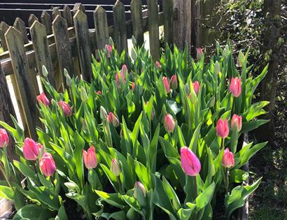 tulips