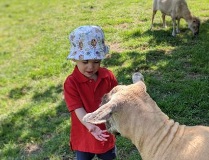 Lamas, Farm, Cream Tea , Robertsbridge