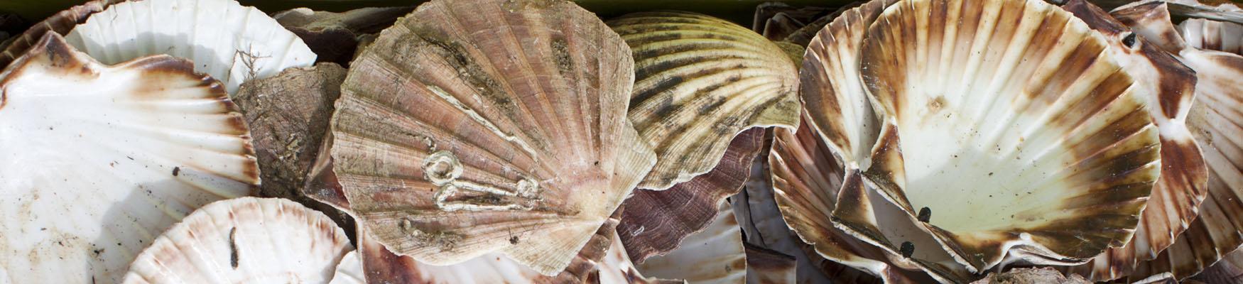 Empty scallop shells