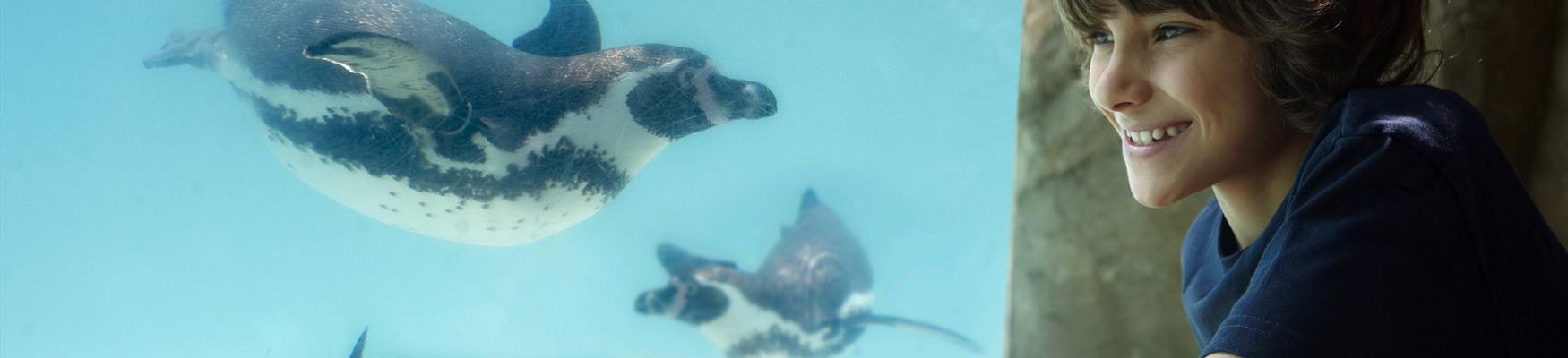 boy looking at underwater penguins