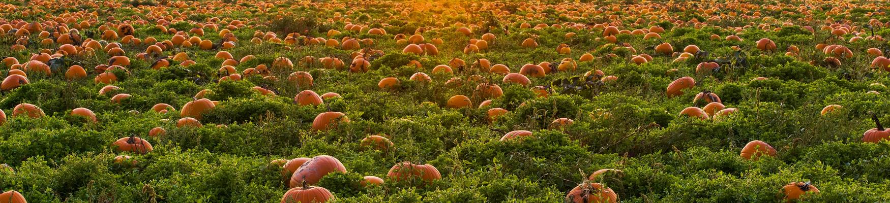 Pumpkins growing in a field