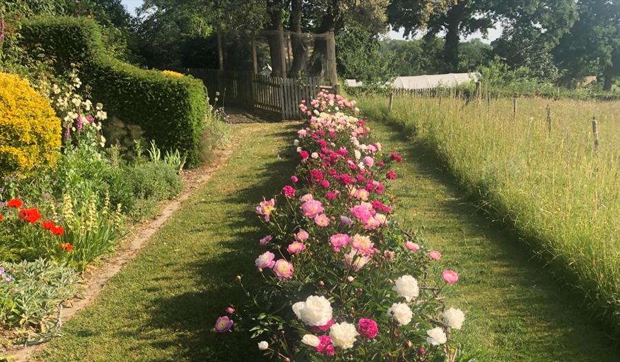 Peony border at Fairlight Hall