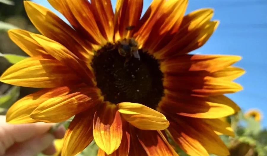 sunflower at Foxlight Flower Farm