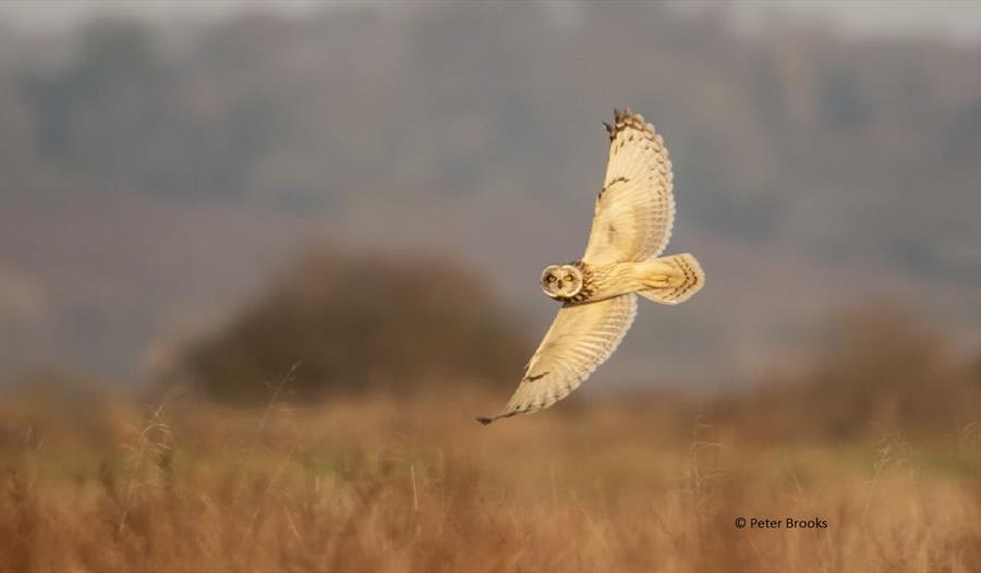 Winter Owls at Rye Harbour