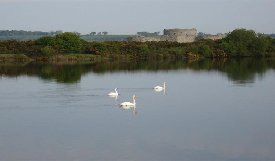 Camber Castle Wildlife Walk - Rye Harbour