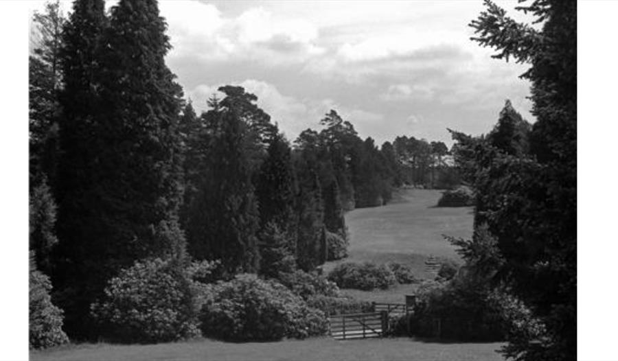 Bedgebury in black and white