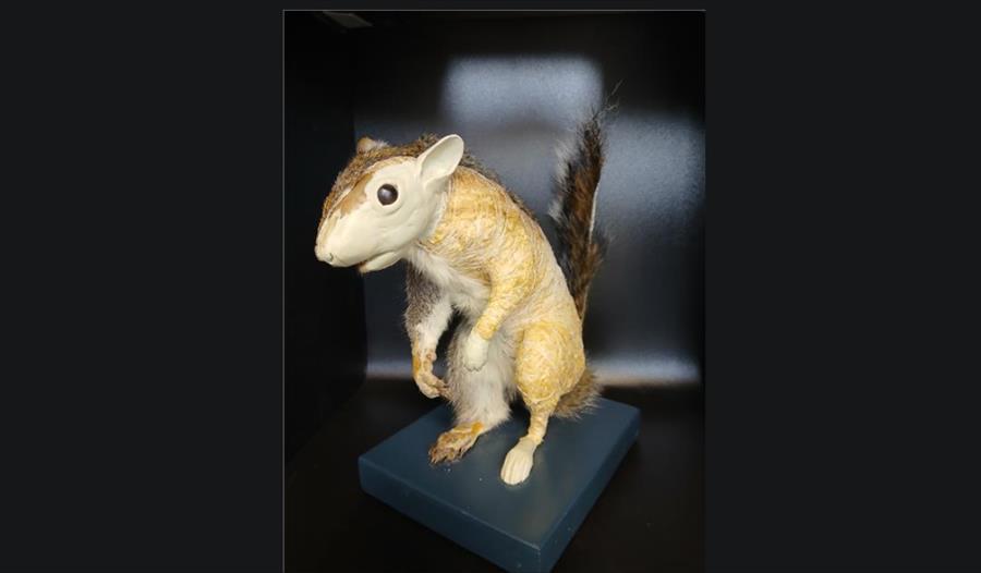 dead squirrel art