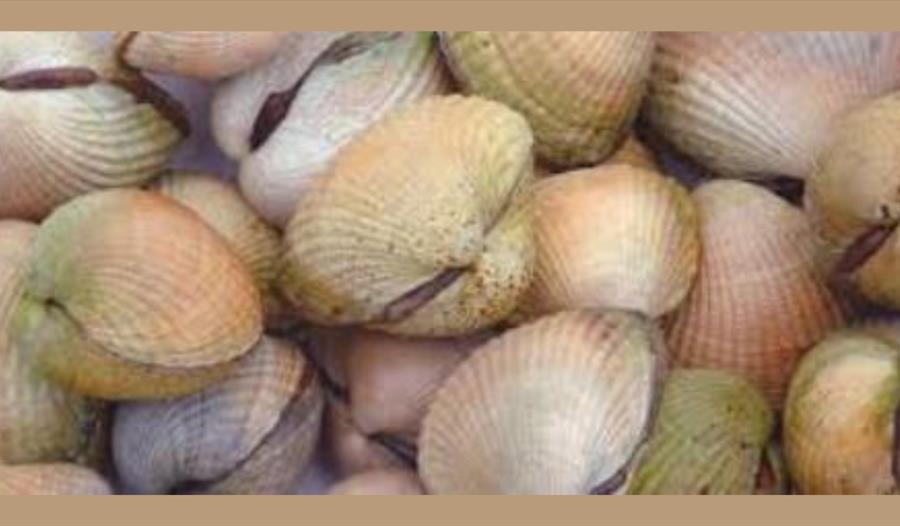 Shells on the beach