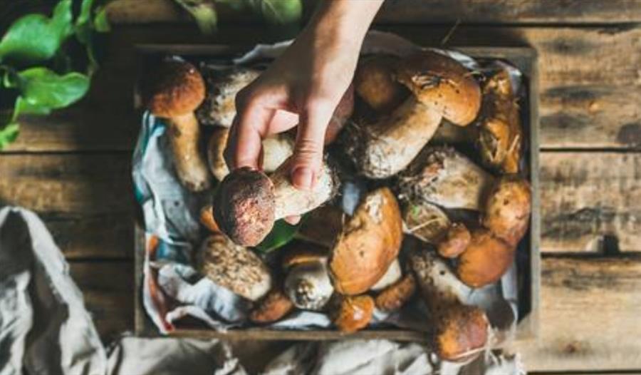 Wild mushrooms being prepared