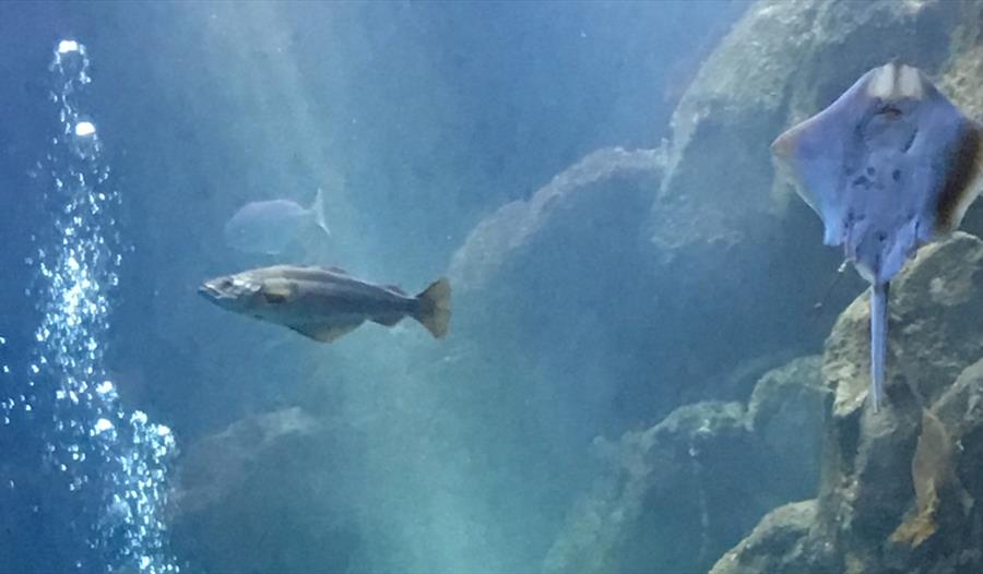 The Living Coast Undersea Experience at Bexhill Museum